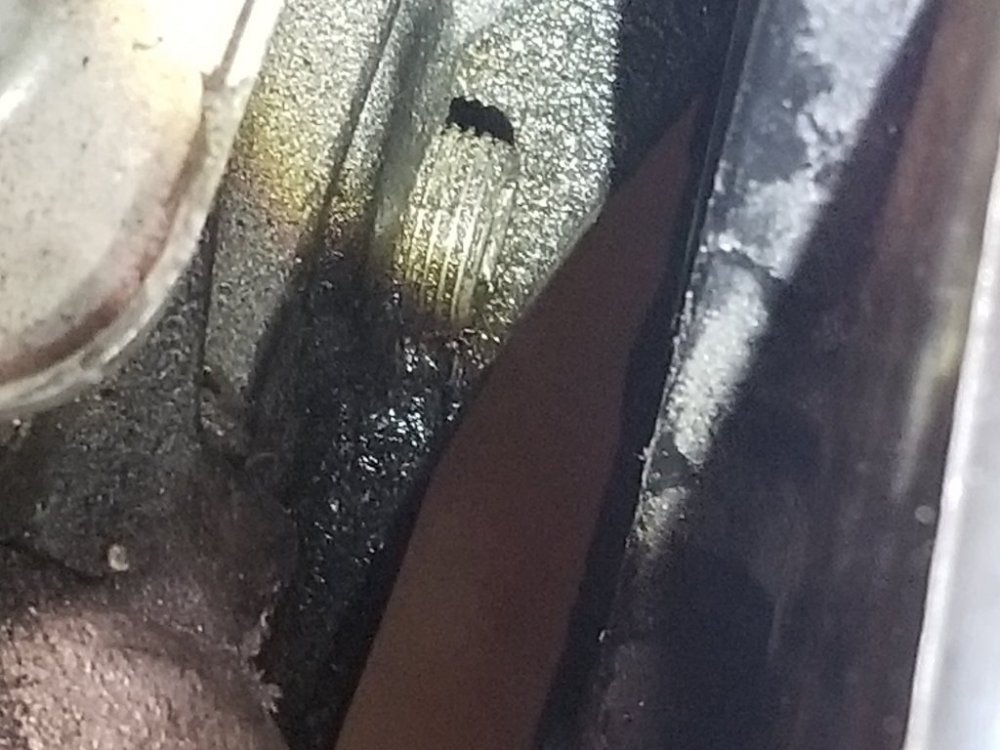 Gear Box Oil Drain Plug.jpg